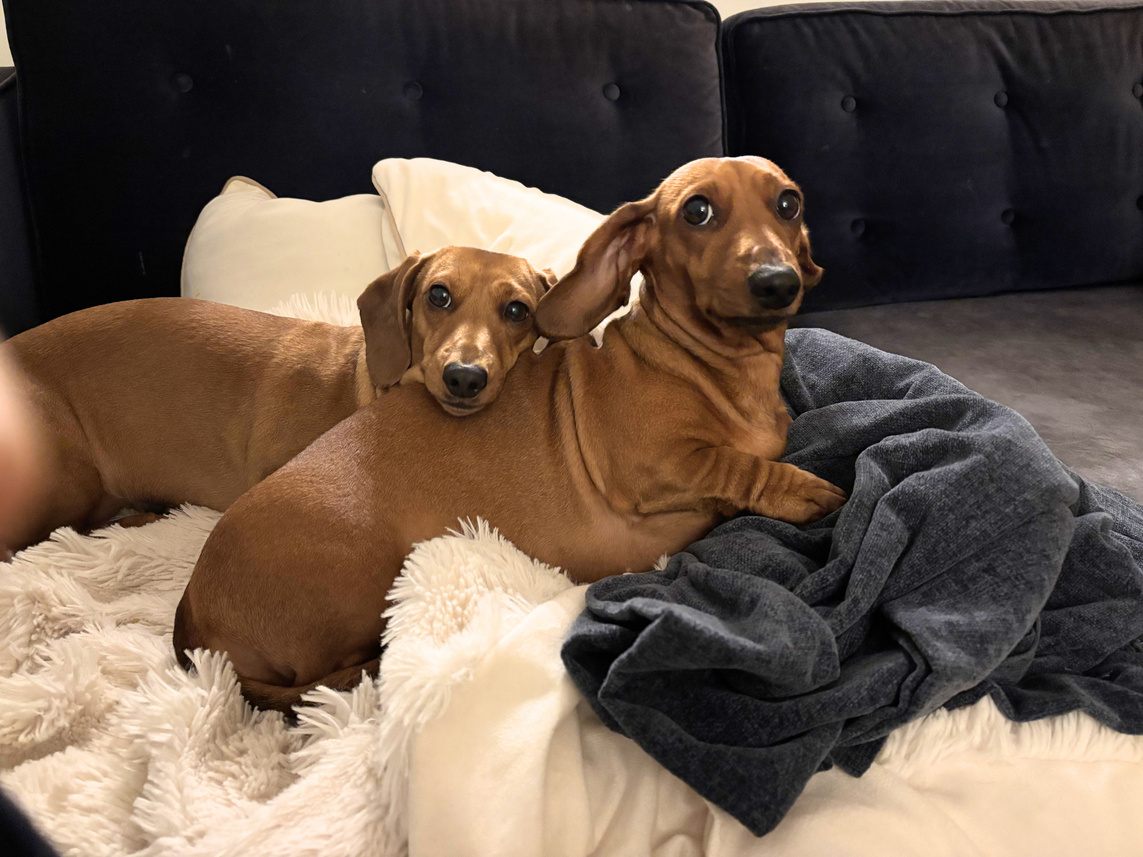 Anastasia's two dachshunds at home